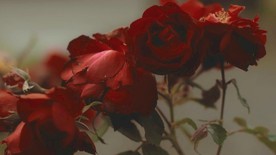 花卉