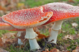 蘑菇菌类野生图片