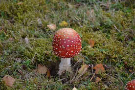 蘑菇菌类野生图片