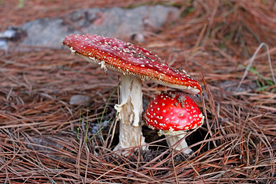 蘑菇菌类野生图片