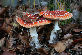蘑菇菌类野生图片