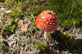 蘑菇菌类野生图片