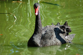 黑天鹅空山鸟语图片
