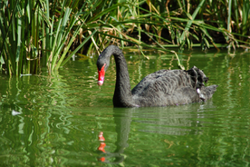 黑天鹅空山鸟语图片