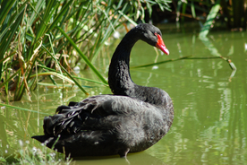 黑天鹅空山鸟语图片