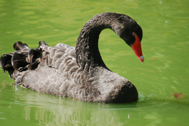 黑天鹅空山鸟语图片