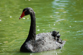 黑天鹅空山鸟语图片