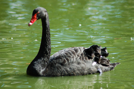 黑天鹅空山鸟语图片