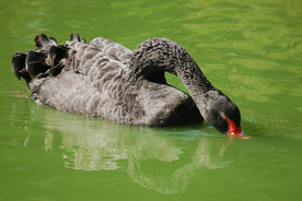 黑天鹅空山鸟语图片