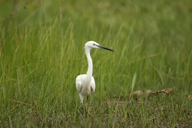 白鹭空山鸟语图片