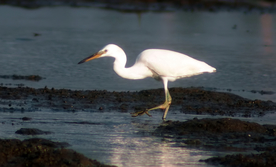 白鹭空山鸟语图片