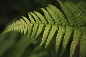 绿色蕨类植物图片