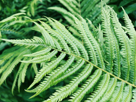 绿色蕨类植物图片