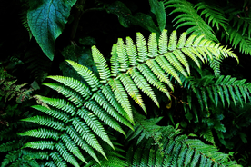 绿色蕨类植物图片