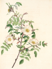 手绘插画工笔白月季