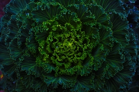 绿叶植物放射设计素材