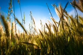 阳光下谷类植物