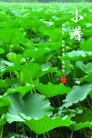 小暑中国风传统古风节气海报展板