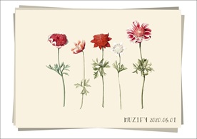 5款入银莲花 植物图鉴