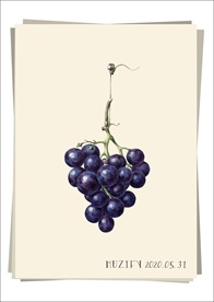 葡萄 水果图鉴