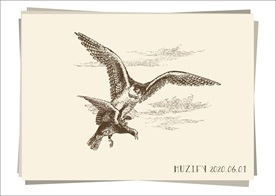捕猎的鹰 素描画