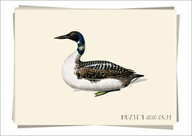 绿头鸭 生物图鉴