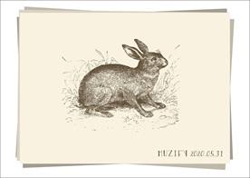 野兔 素描画