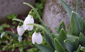 雪花莲淡雅图片