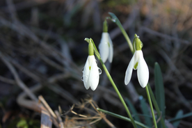 雪花莲淡雅图片