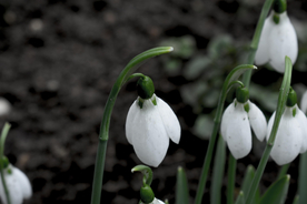 雪花莲淡雅图片