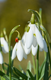 雪花莲淡雅图片