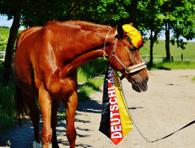 骏马良驹小马图片