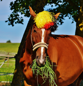 骏马良驹小马图片