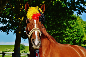 骏马良驹小马图片