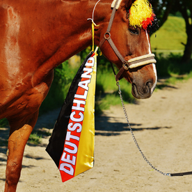 骏马良驹小马图片