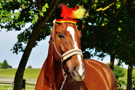 骏马良驹小马图片