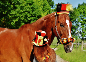 骏马良驹小马图片