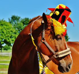 骏马良驹小马图片