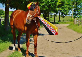 骏马良驹小马图片