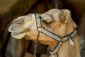 骆驼头部特写图片