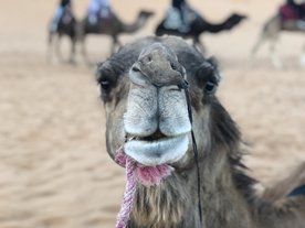 骆驼头部特写图片