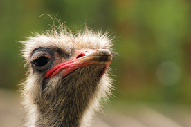 鸵鸟头部特写图片