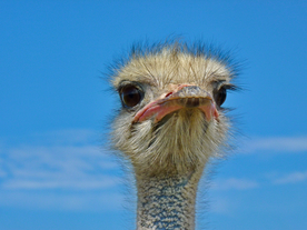 鸵鸟头部特写图片