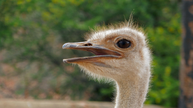 鸵鸟头部特写图片