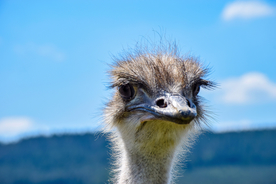 鸵鸟头部特写图片