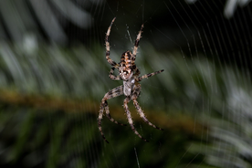 蜘蛛网蜘蛛图片