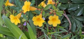 路边不知名的小野花