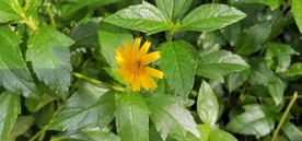 早上路边小碎花