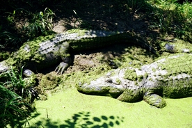 鳄鱼