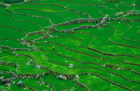 梯田唯美风景图片